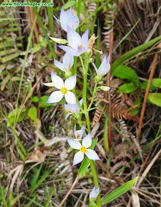 Exacum teyragonum