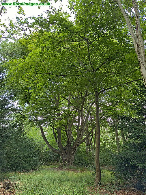 Fagus sylvatica