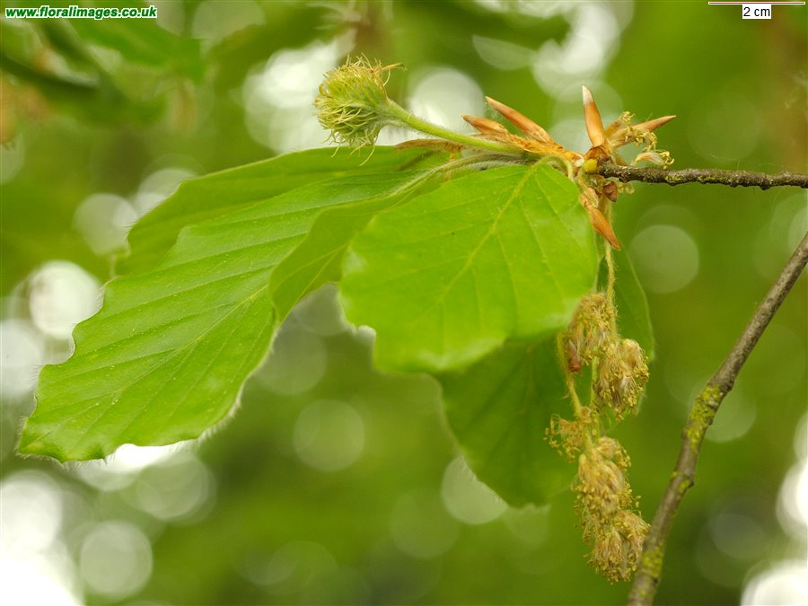 Fagus sylvatica