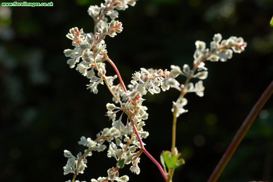 Fallopia baldschuanica