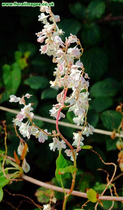 Fallopia baldschuanica