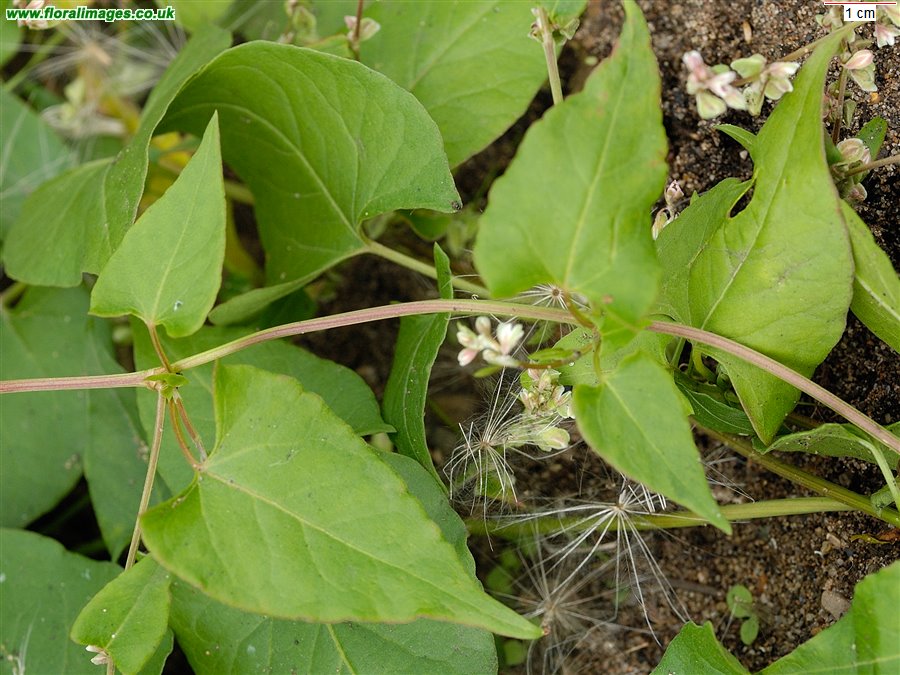 Fallopia convolvulus