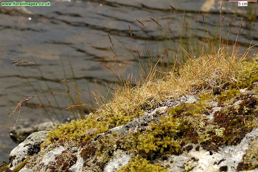 Festuca vivipara