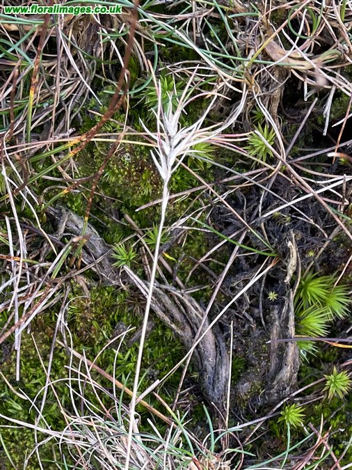 Festuca vivipara