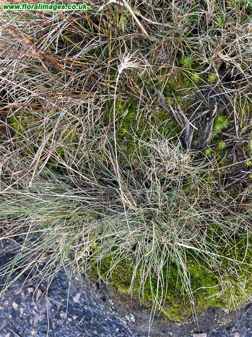 Festuca vivipara