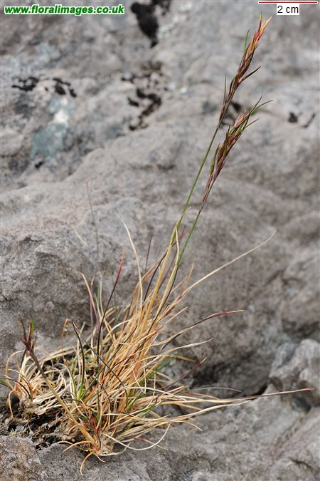 Festuca vivipara