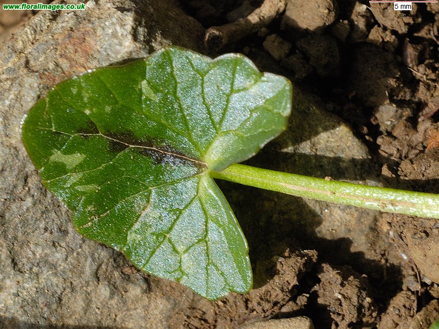 Ficaria verna