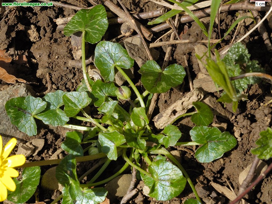 Ficaria verna