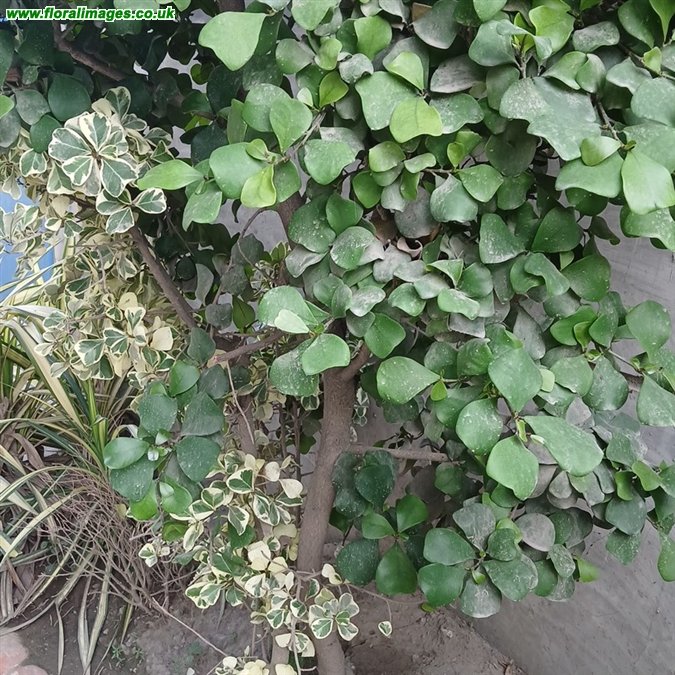 Ficus natalensis