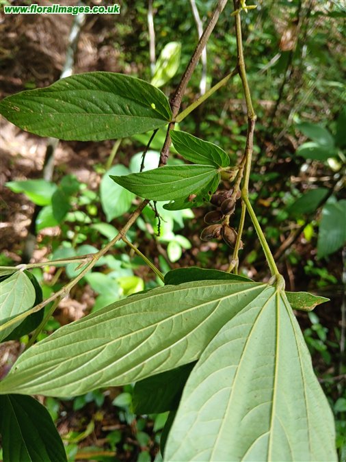 Flemingia macrophylla