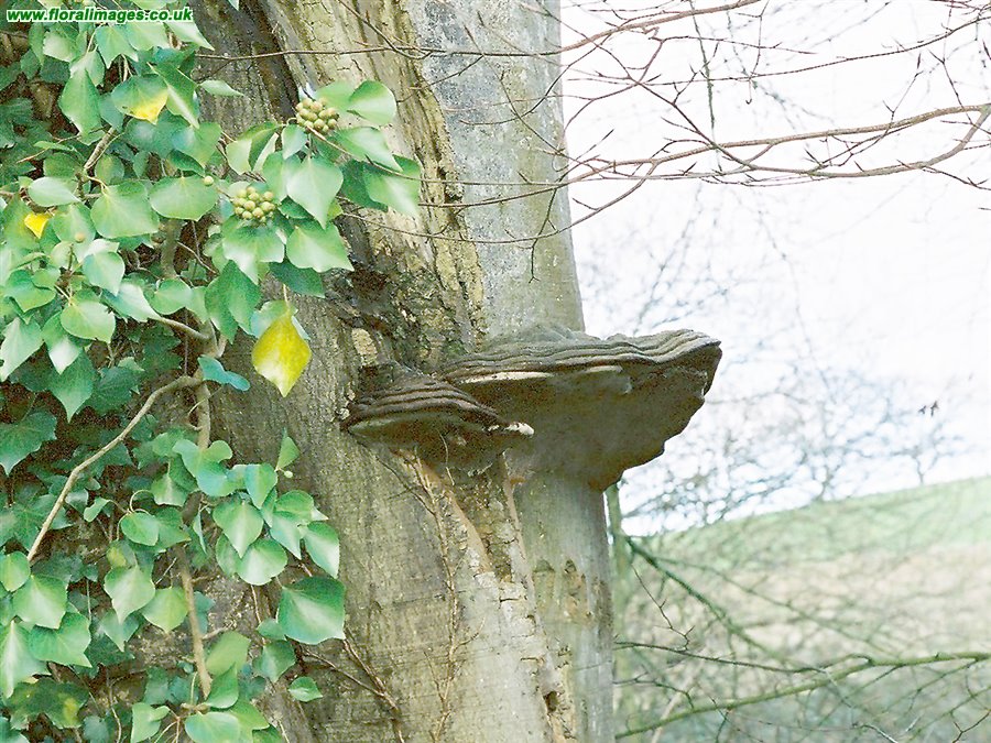Fomes fomentarius
