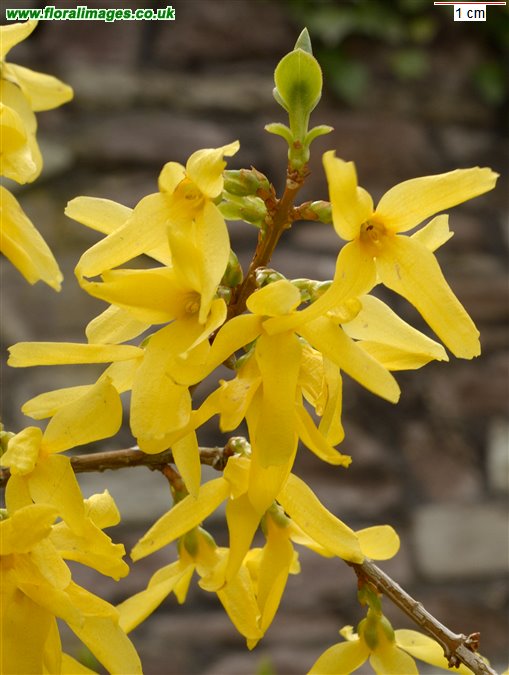 Forsythia x intermedia