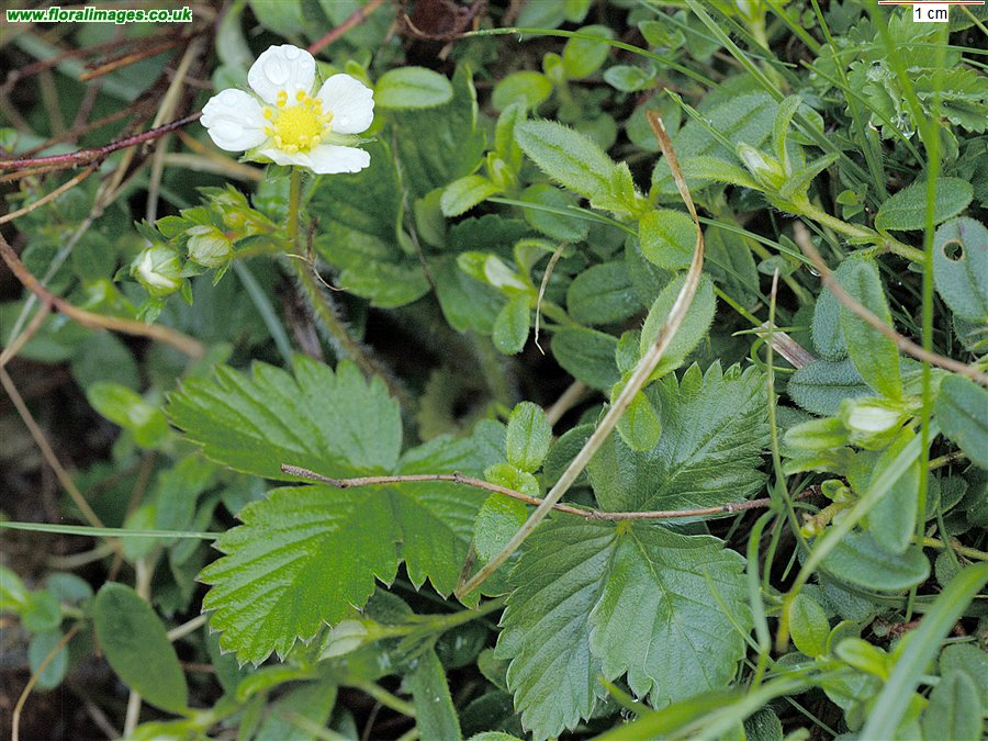 Fragaria vesca