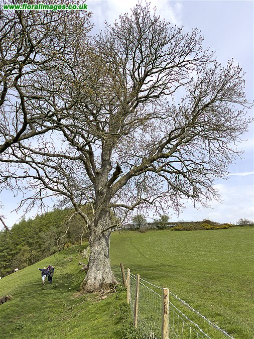 Fraxinus excelsior