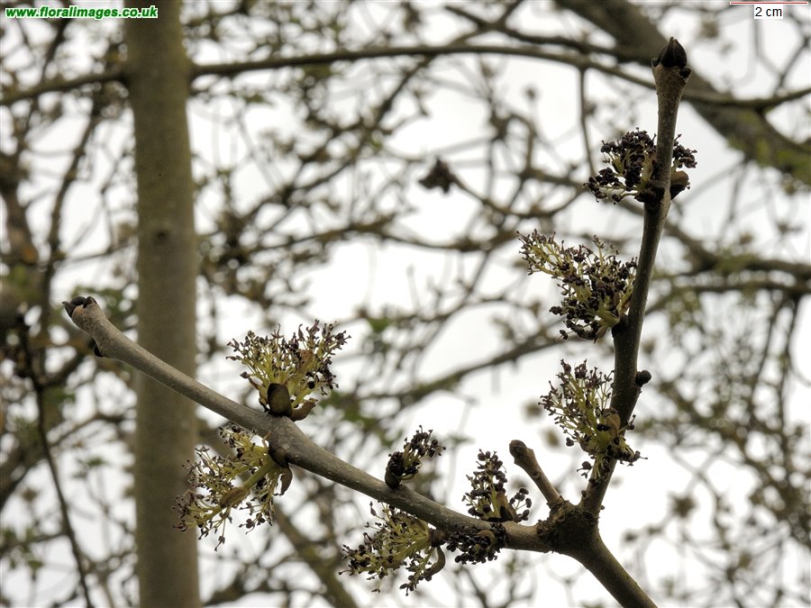 Fraxinus excelsior