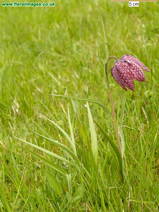 Fritillaria meleagris