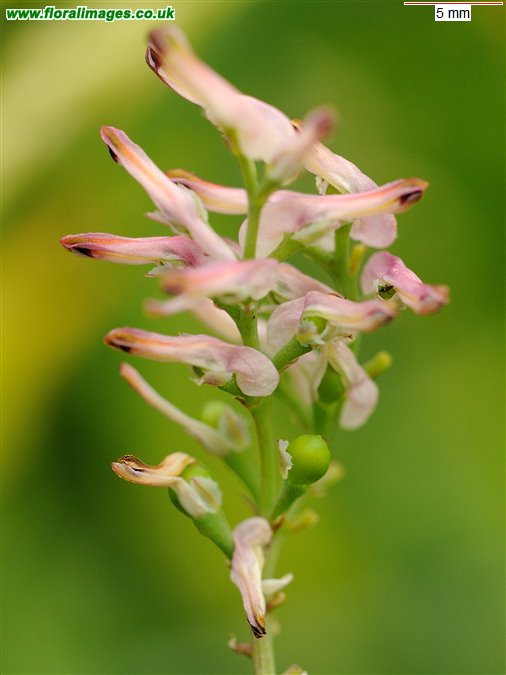 Fumaria bastardii