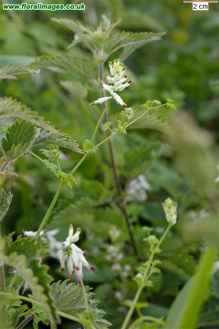Fumaria capreolata