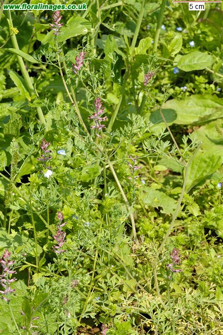 Fumaria officinalis