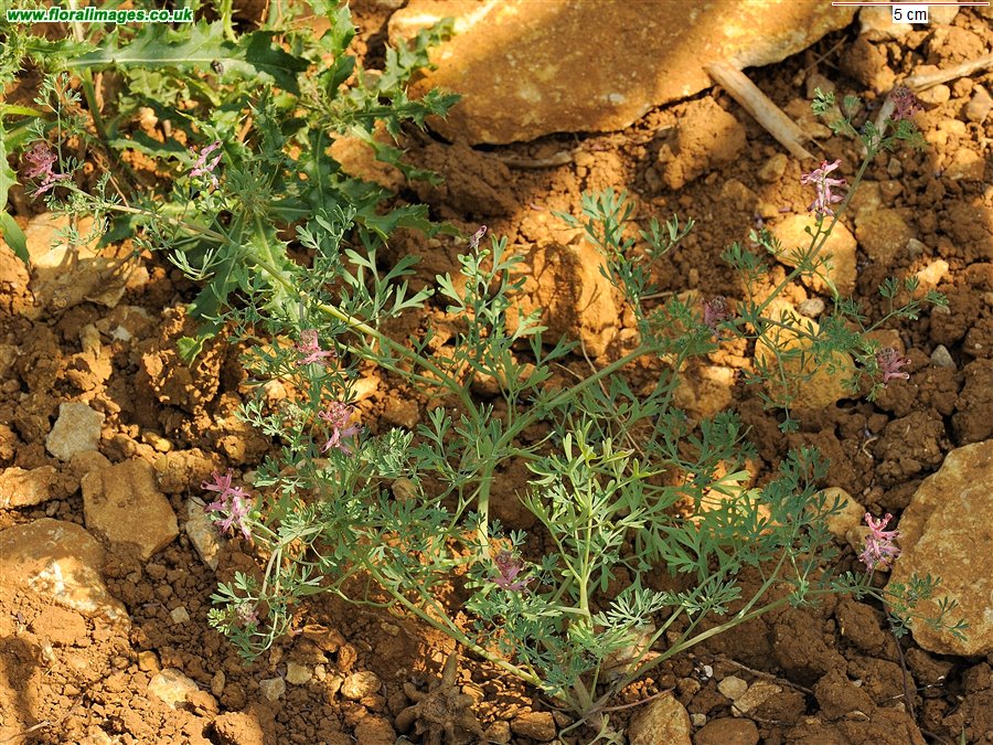 Fumaria officinalis