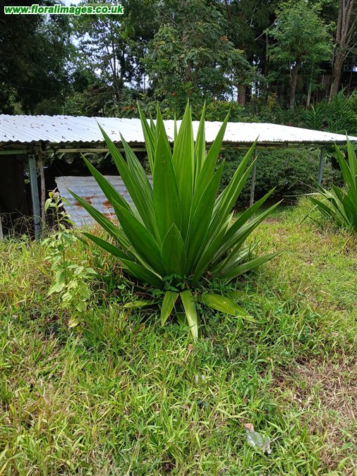 Furcraea foetida