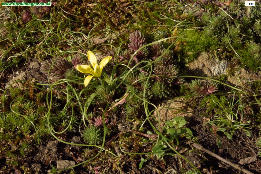 Gagea bohemica