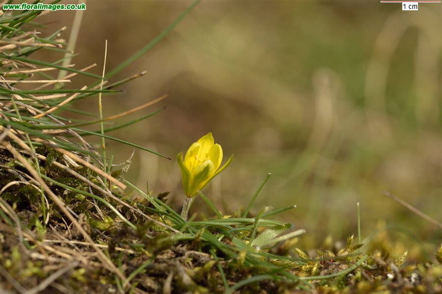 Gagea bohemica