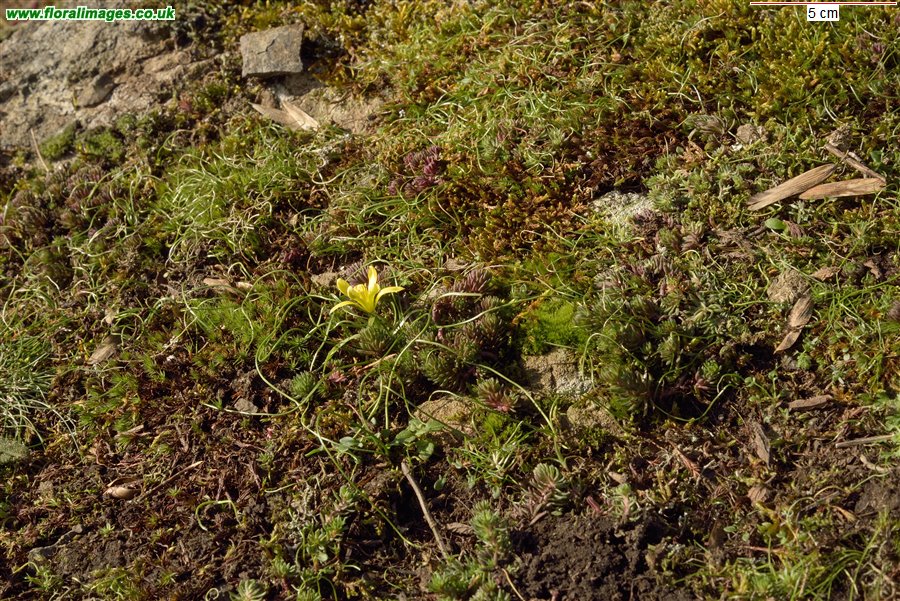 Gagea bohemica