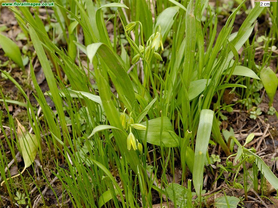 Gagea lutea