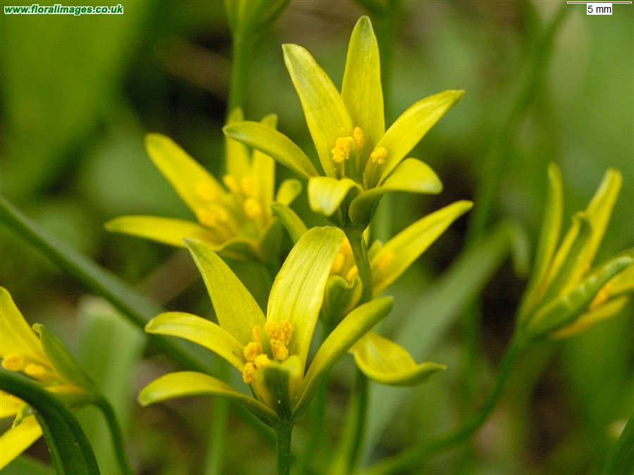 Gagea lutea