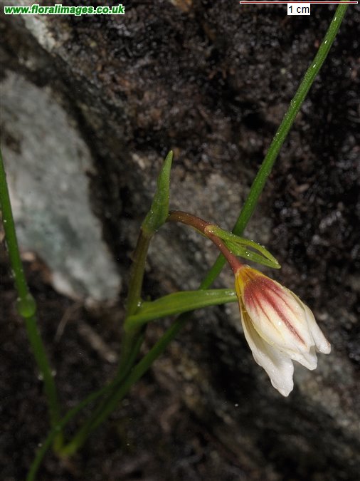 Gagea serotina