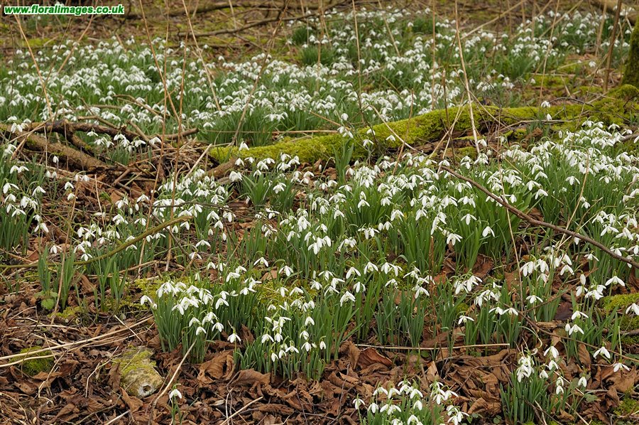Galanthus nivalis