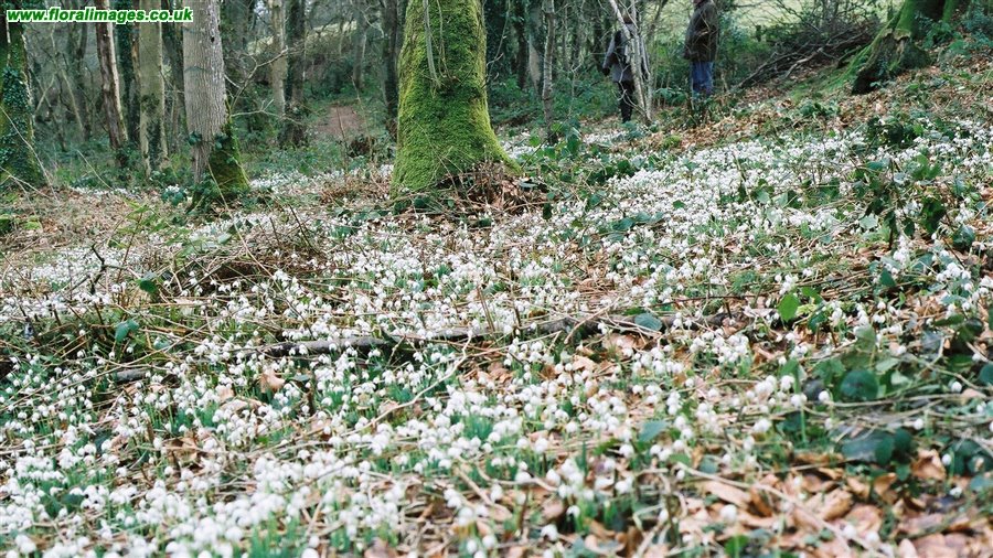 Galanthus nivalis