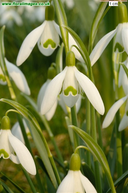 Galanthus nivalis