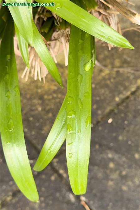 Galanthus woronowii