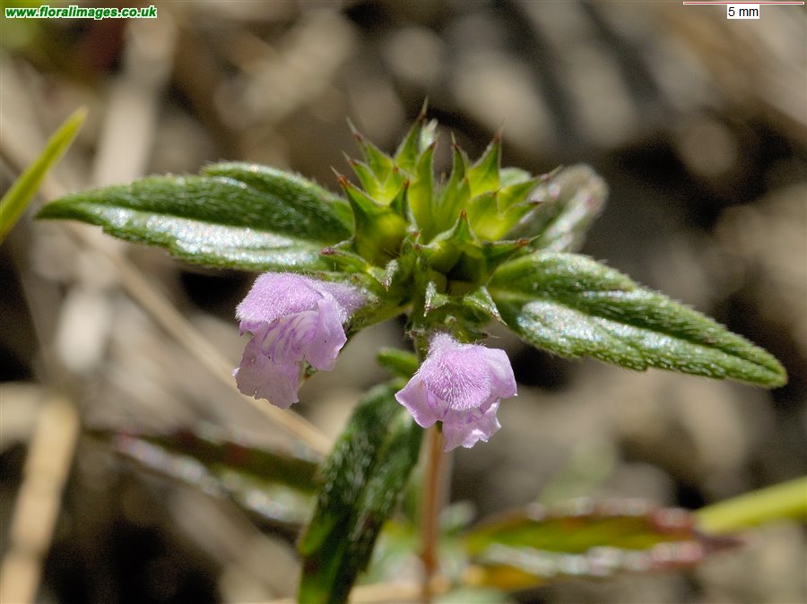 Galeopsis angustifolia