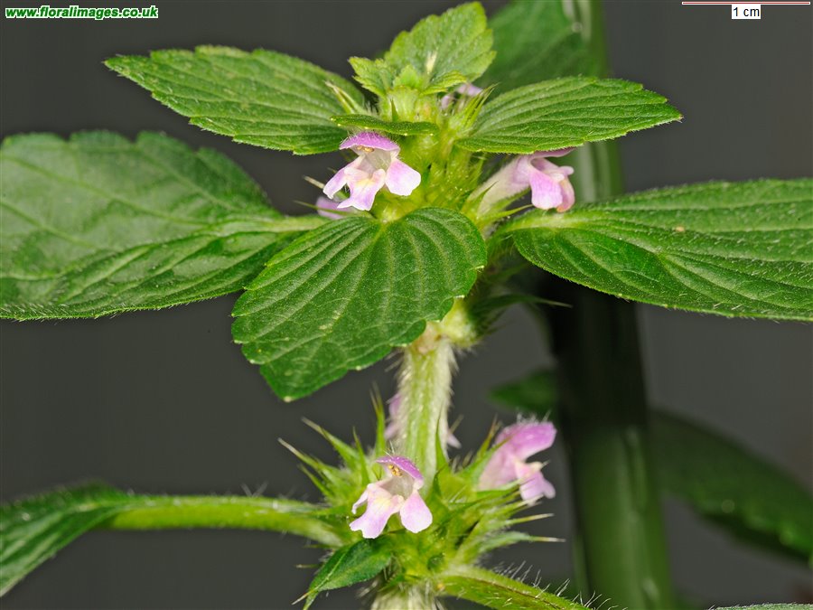 Galeopsis bifida