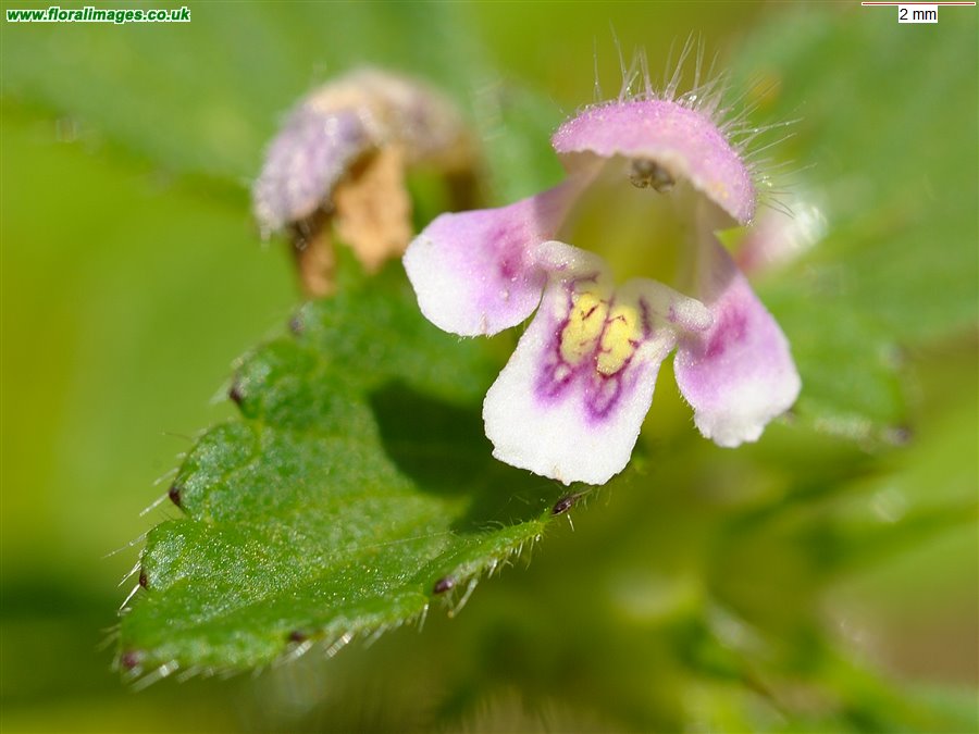 Galeopsis tetrahit sens str