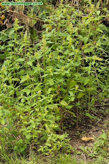 Galeopsis tetrahit sens str