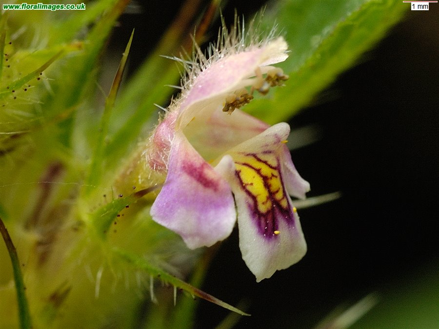 Galeopsis tetrahit sens str
