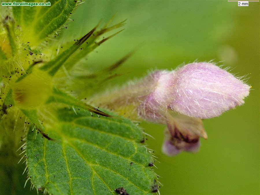 Galeopsis tetrahit sens str
