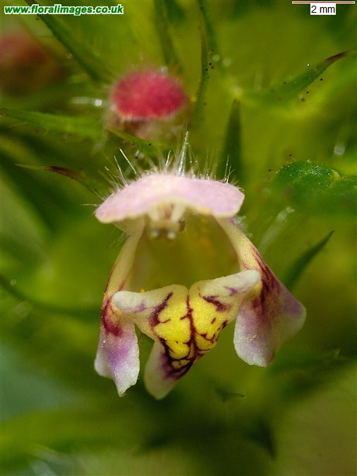 Galeopsis tetrahit sens str
