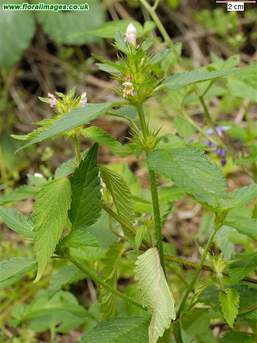 Galeopsis tetrahit sens str