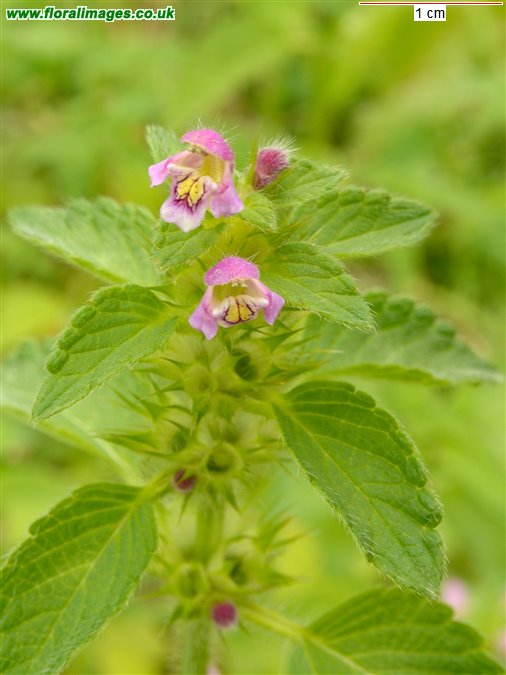 Galeopsis tetrahit sens str