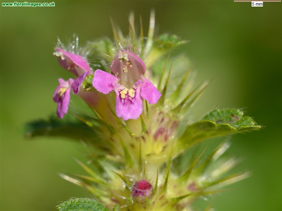 Galeopsis tetrahit sens str