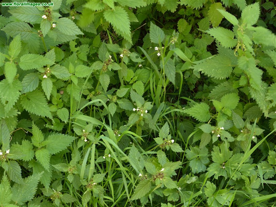 Galeopsis tetrahit sens str