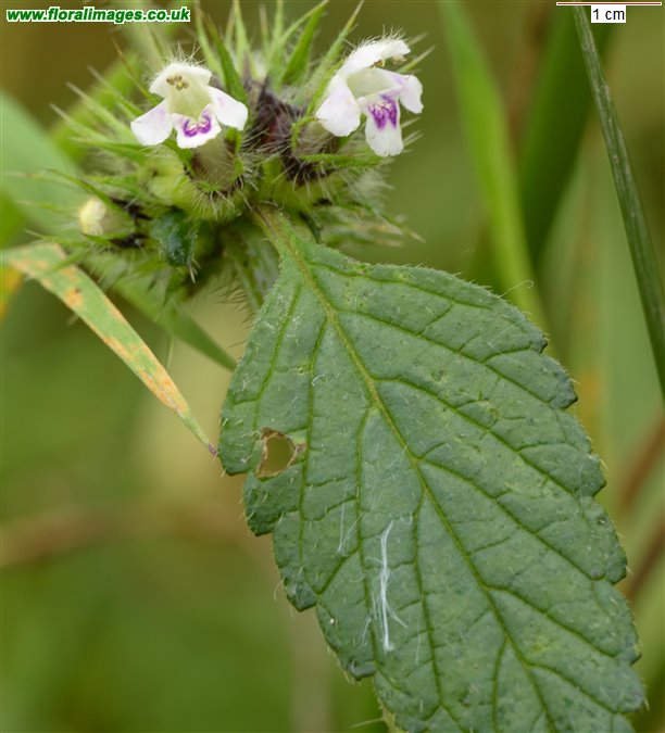 Galeopsis tetrahit sens str