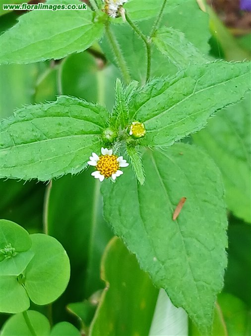 Galinsoga quadriradiata