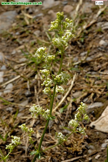 Galium album