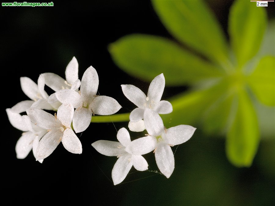 Galium odoratum